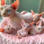 Mačiatka plemena Sphynx