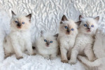 Mačiatka plemena ragdoll na adopciu