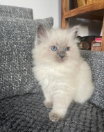 Krásná koťátka plemene Ragdoll – fotka 1