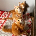 Pisicuțe frumoase Maine Coon