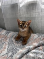 Krásne habešské mačiatka