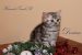 Britské mačiatka mramorované-Whiskas s PP obrázok 1