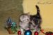 Britské mačiatka mramorované-Whiskas s PP obrázok 2