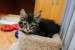 Maine Coon kittens available obrázok 1