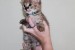 Mačiatka Savannah serval a caracal vo veku 4 týždňo obrázok 1