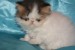 Krásne perzské mačiatka. obrázok 2