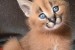 Mačiatka Savannah serval a caracal vo veku 4 týždňov obrázok 2
