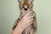 Mačiatka Savannah serval a caracal vo veku 4 týždňov obrázok 3