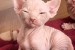 Krásne mačiatka Sphynx na adopciu obrázok 1