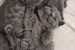 Rodokmeň Britské krátkosrsté mačiatka Pripravené na odchod obrázok 1