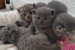 Rodokmeň Britské krátkosrsté mačiatka Pripravené na odchod obrázok 2