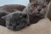 Rodokmeň Britské krátkosrsté mačiatka Pripravené na odchod obrázok 3