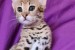 Serval mačiatka na adopciu obrázok 1