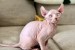Mačiatka sphynxa k dispozícii obrázok 1