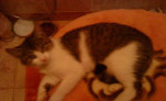Mačička Dalia – fotka 2