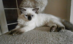 Ragdoll mačiatka na predaj – fotka 2