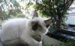 Ragdoll mačiatka na predaj – fotka 3