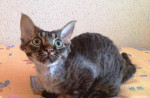 Devon rex – fotka 2