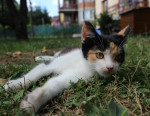 Darujem mačičku Sheilu – fotka 2