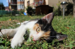 Darujem mačičku Sheilu – fotka 4