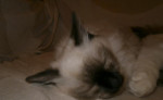 Ragdoll kocúrik – fotka 2