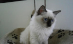 Ragdoll kocúrik – fotka 3