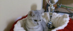 Hľadáme domov pre kocurika whiskas – fotka 2