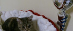 Hľadáme domov pre krasnu mačičku whiskas – fotka 2