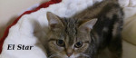 Hľadáme domov pre krasnu mačičku whiskas – fotka 3