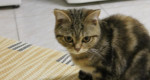 Hľadáme domov pre krasnu mačičku whiskas – fotka 4