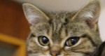 Výrazne znížená cena - mačička whiskas – fotka 3