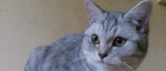 Výrazne znížená cena - kocúrik whiskas – fotka 3