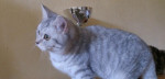 Výrazne znížená cena - kocúrik whiskas – fotka 4