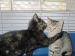 Mačička Kitty hľadá domov – fotka 3