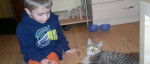 Kocúrik Brunko hľadá domov – fotka 2