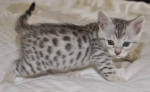  Bengalske maciatka s PP – fotka 2