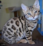  Bengalske maciatka s PP – fotka 3