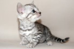  Bengalske maciatka s PP – fotka 4