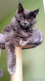 Maine coon modrá  – fotka 2