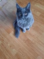 Maine coon modrá  – fotka 3
