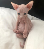 Mačiatka Sphynx sú k dispozícii na adopciu – fotka 2