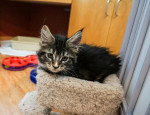 Maine Coon kittens available – fotka 2