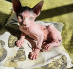 Mačiatka Sphynx na adopciu – fotka 2