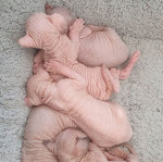 Mačiatka Sphynx  – fotka 2