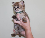 Mačiatka Savannah serval a caracal vo veku 4 týždňo – fotka 2