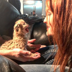 Mačiatka Savannah serval a caracal vo veku 4 týždňo – fotka 3