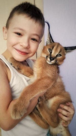 Mačiatka Savannah serval a caracal vo veku 4 týždňo – fotka 4