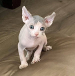 Krásne mačiatka Sphynx na adopciu – fotka 2