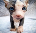 Krásne mačiatka Sphynx na adopciu – fotka 3