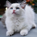 K dispozícii 3 mačiatka Ragdoll – fotka 2